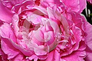 Petals of gorgeous blossoming peonia flower photo