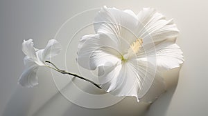 petals hibiscus on white