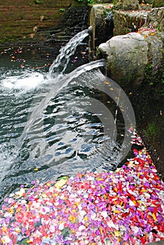 Petals and holy water