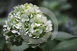 Petals of a lushly flowering hydrangea bush