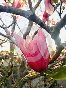 The petals of Magnolia shining in the evening sun are transparent