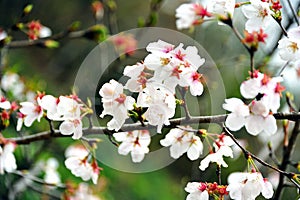 The petals of mountain cherry blossoms were disordered by a gust of wind