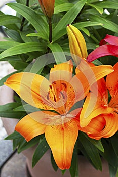 petals of an opened lily in orange