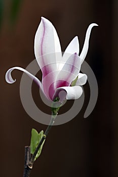 Petals openes of magnolia bud photo