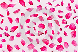 Petals of a pink rose. Floral background, composition. Invitation to the event. Concept of love, mothers day and valentines day