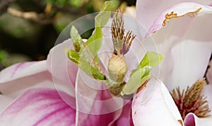 Petals and pistil of a magnolia