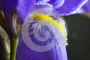 Petals and pistils: Reflections of light on the petals of a Germanic iris