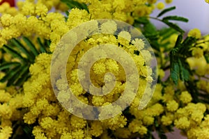 Petals and pistils: The wonders of flowers: Small bouquet of yellow mimosas