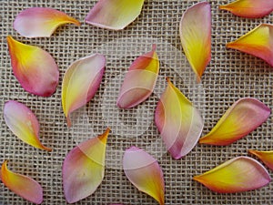 Petals of Plumeria rubra Tricolor - Pink, yellow and white photo