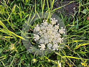 Petals and pollen of white common yarrow flower in nature.