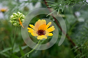 Petals and pollen of yellow flower in nature.