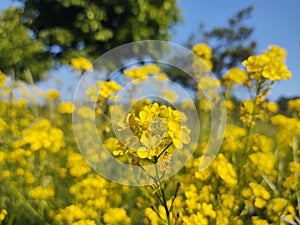 Petals and pollen of yellow flower in nature.