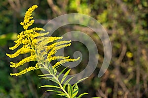 Okvětní lístky a pyl žlutého květu v přírodě.