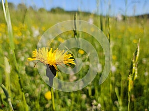 Petals and pollen of yellow flower in nature.