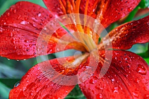 Petals of a red lily with drops of water after a rain