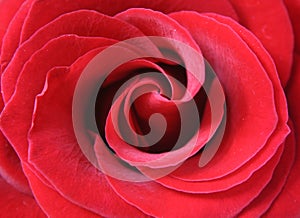 Petals of a red rose