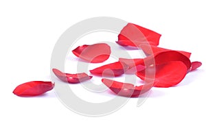 Petals of a red rose isolated