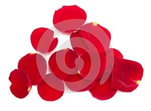 petals of red roses on a white background