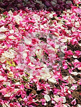 Petals of red roses, white roses, and ylang-ylang scattered evenly across the ground photo