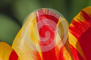 Petals of red-yellow tulip close up