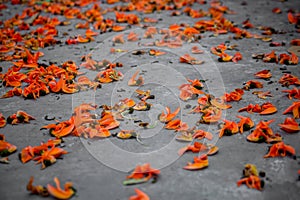 The petals of the reddish-orange Butea monosperma flower