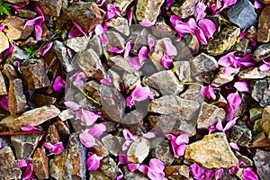 Petals and Rocks