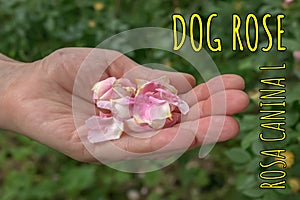 Petals of ROSA CANINA L on a woman's palm. Dog rosehip petals are widely used in cosmetology and medicine