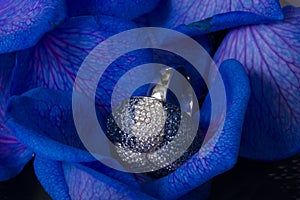 Petals of rose with diamonds