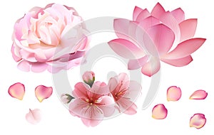 Petals and rose, sakura, peony and lotus flowers on white background