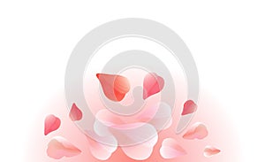Petals Roses Flowers. Pink Red Sakura petals isolated on Pink gr
