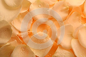 Petals roses glass perfume studio photo