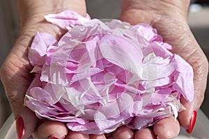 Petals Of Roses In Hands