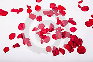 Petals scattered from red roses on a white background