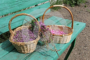 Petals Siberian plant thyme and wild rose in wicker baskets, plant Ivan-tea (tea Koporye) on a green bench