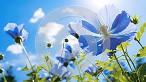 petals sky flower farm In the second photograph