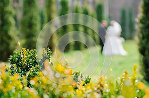 Petals of spring bushes. Elements at a wedding. The lens blur image of couple of groom and bride on a background. Wedding walk in