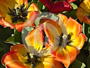 Petals, stamen in the May sun.