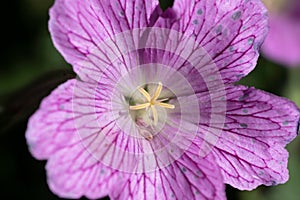 Petals, stamens and pistil of the wild perennial Geranium endressii