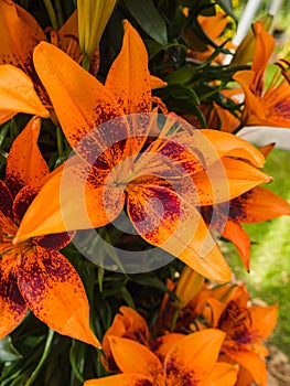 Petals, stigma and anthers of an orange lily