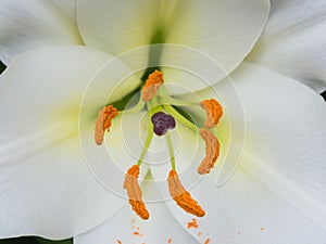Petals, stigma and anthers of a white lily