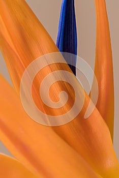 Petals of Strelitzia reginae, Bird of Paradise flower