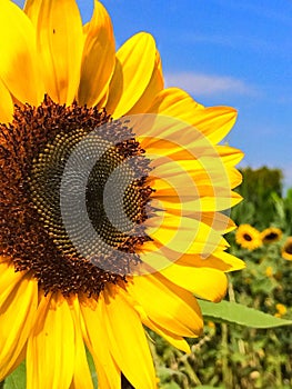 Petals of a Sunflower