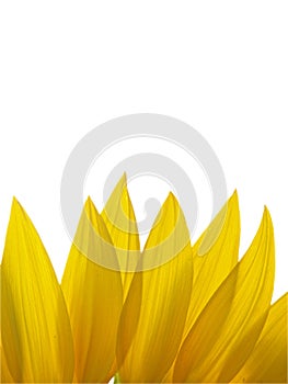 Petals of Sunflower isolated on white background