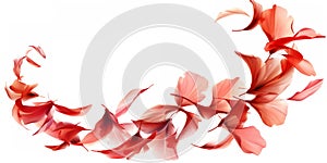 petals swirl, capturing swirling movements on a white background.