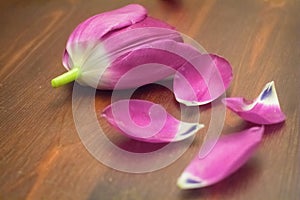 Petals on table photo