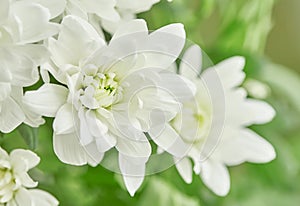 Petals of a white chrysanthemum flower. Close-up