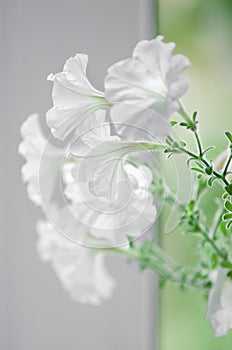 petals of white petunia flowers. Close-up, selective focus. Vertical photography