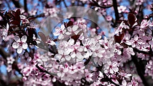 Petals in the wind, a look at the cherry trees in spring