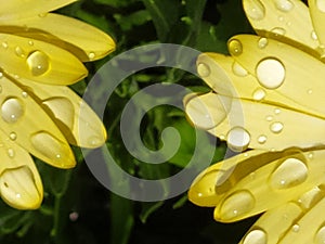 Petals of yellow daisies with several drops of dew. PÃÂ©talos de margaritas amarillas con varias gotas de rocÃÂ­o photo