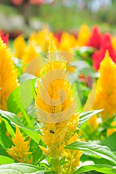 Petals of a yellow flower